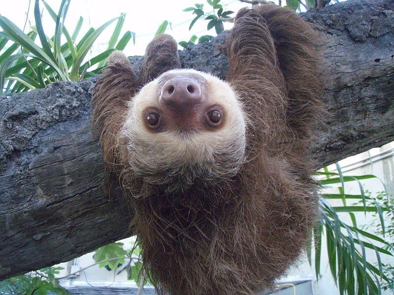 sloth5.jpg
