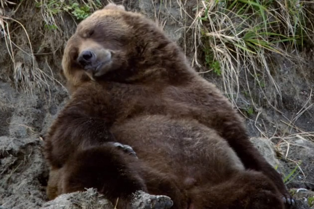 Bears-Trailer.jpg