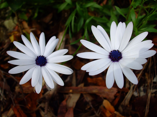 two-white-flowers.jpg
