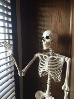 skeletonpic.jpg