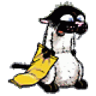 buckythekat