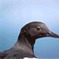 Pigen