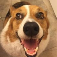 MooseTheCorgi