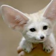 IcyWolfosKelsos