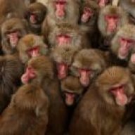MonkeyBrainSync