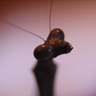 Ootheca
