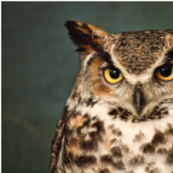 VoltaicOwl