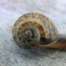 Migrating Snail