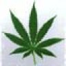 Chan69