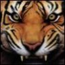 Tiger™