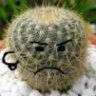 teh_cactus