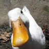 Pekin Duck