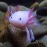 axolotl