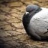 Fat Pigeon 007