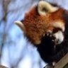 RedPandaKids