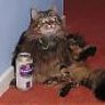 DeadCat