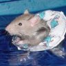 water rat