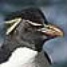 Rockhopper