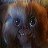 evilgizmo