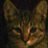 ottothebobcat