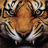 TigerC10