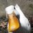 Pekin Duck