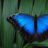 Butterfly719