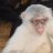 IvoryChimp