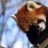 RedPandaKids