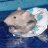 water rat