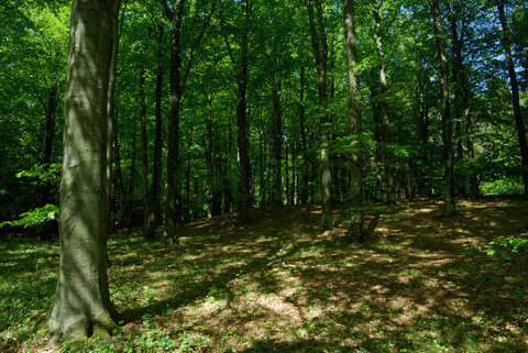 1889695-696148-shady-forest-1.jpg