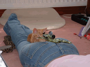 CatSniper.gif