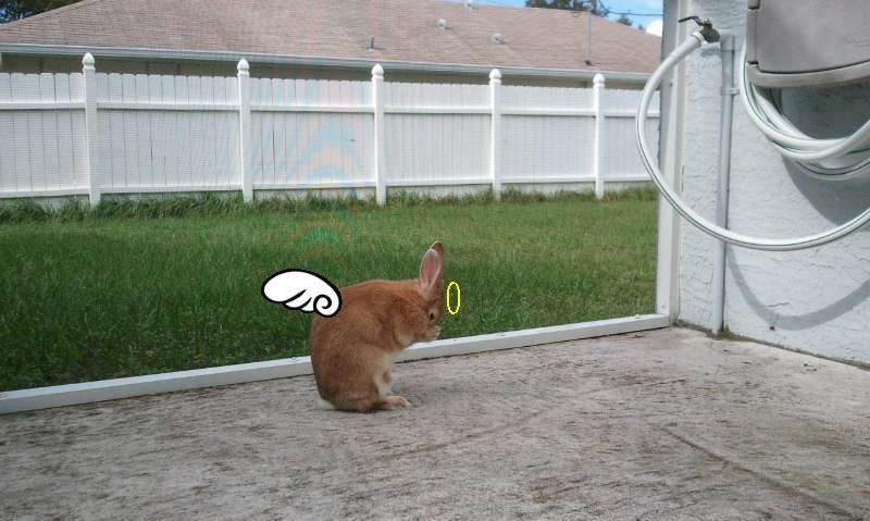 bunbuns.jpg