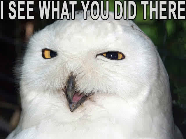 see-owl2.jpg