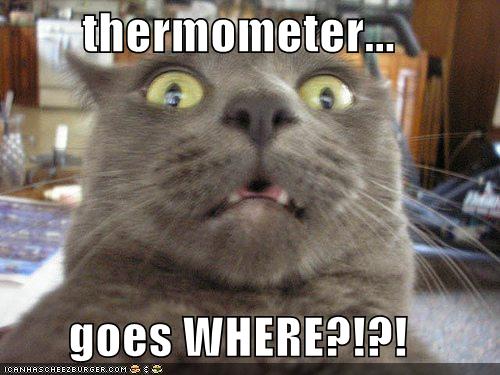 funny-pictures-cat-realizes-where-the-thermometer-goes.jpg