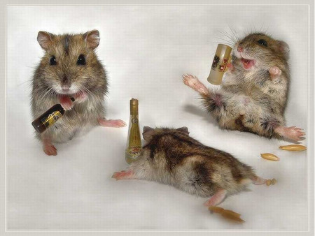 Hamsters.jpg