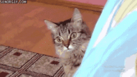 rc3uo8z.gif