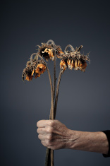 14227768-giving-you-dead-flowers.jpg