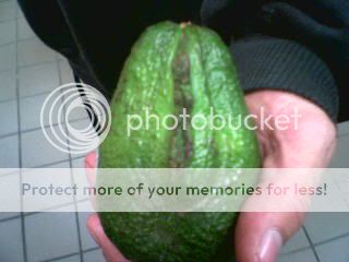 Avocado.jpg