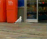 1190478007715.gif