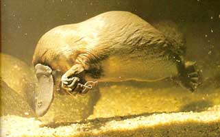 platypus.jpg