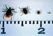 tiny-deer-ticks-scale-in-centimeters-5.jpg