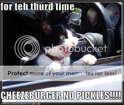 funny-pictures-cat-drive-thru.jpg