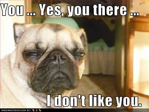 0c4d6_funny-dog-pictures-dont-like.jpg