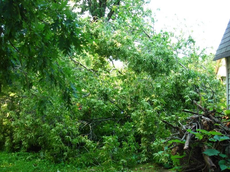 FallenTree1.jpg