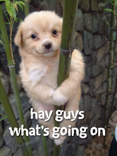Cute-Animal-04.jpg