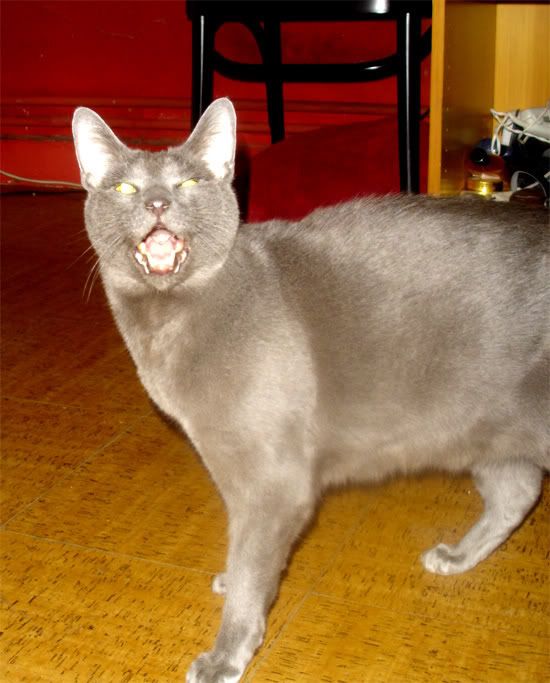 fitou.jpg