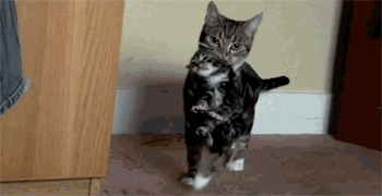 tumblr_lugq7ebwNz1qg3fqqo1_400.gif