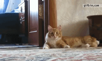 1312218275_cat_gets_up_and_walks.gif