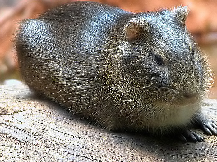 Wildmeerschweinchen-06.jpg